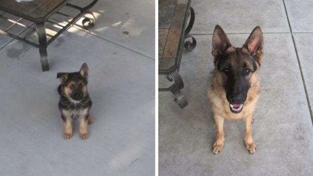 Ein Jahr lang hat das Herrchen dieses deutschen Schäferhundes jeden Tag ein Foto von ihm gemacht. Das Ergebnis ist einfach nur toll!