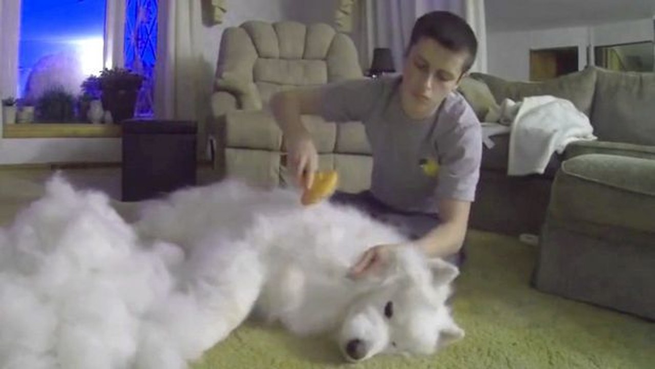 Dieser mann hat seinen verwöhnten samojeden eine stunde lang gebürstet und hat enorm viel fell aus dem hund gekriegt.