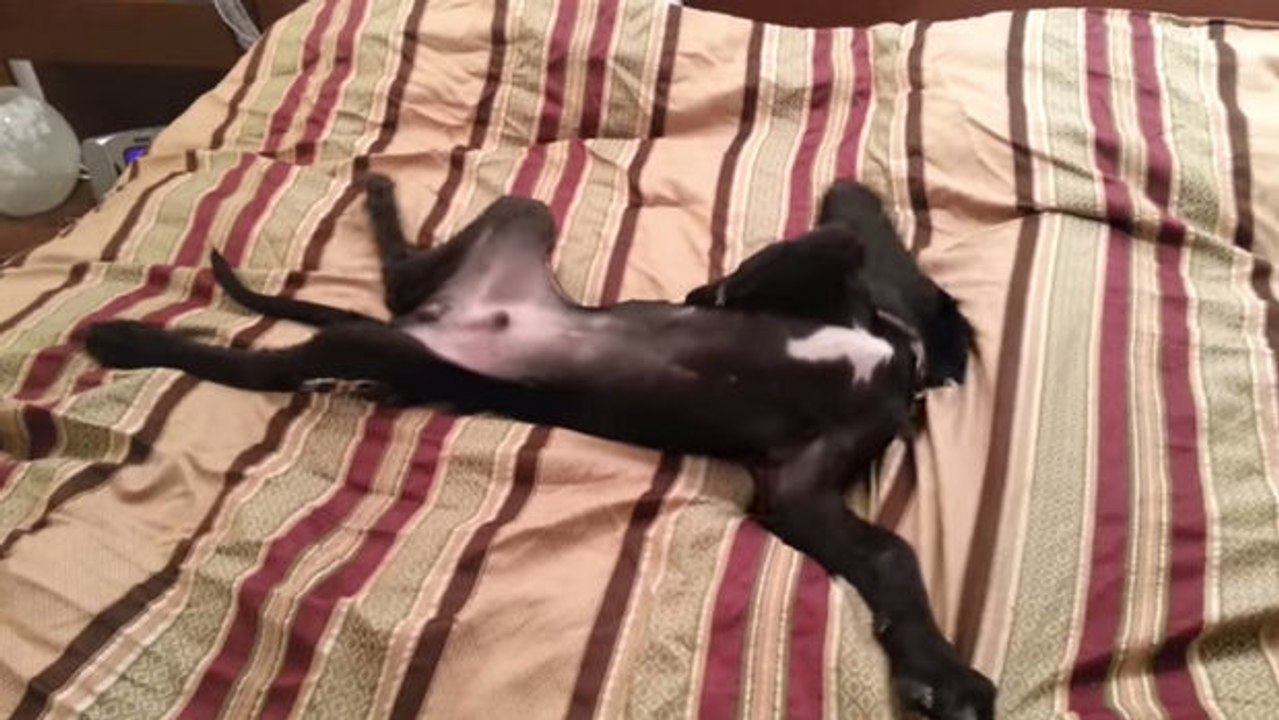 Dieser Hund hasst es, früh aufzustehen und er zeigt es!