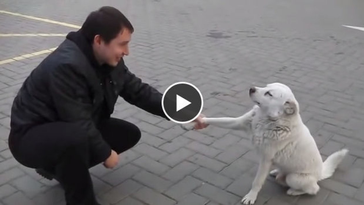 Dieser Straßenhund ist ein wahrer Sonnenschein. Sie werden dahinschmelzen!