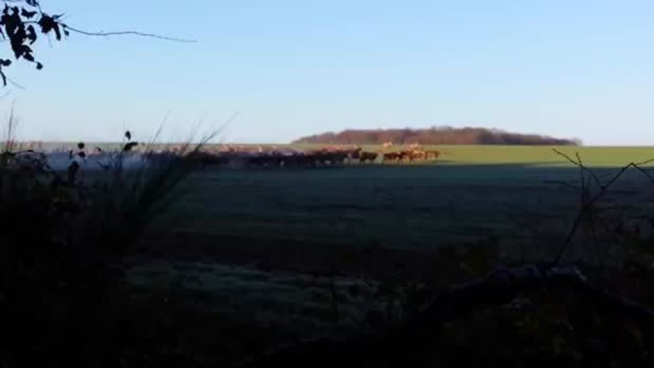Während seines Laufs machte dieser Jogger eine unglaubliche Begegnung. Er wird es nie vergessen.