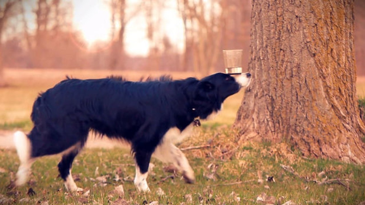 Dieser Hund ist wohl der begabteste der Welt. Seine Talente werden Sie beeindrucken.