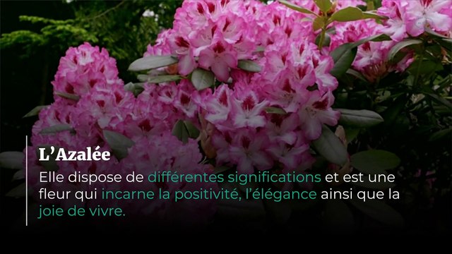 Obsèques : quelles fleurs prévoir ?