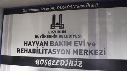 Donmak üzereyken bulunan 63 köpek yavrusunun durumu iyi