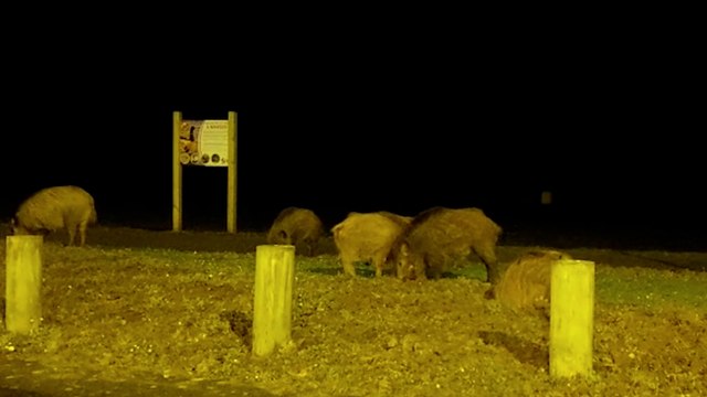 Mantes-la-Jolie : les sangliers assurent le spectacle tous les soirs au pied des tours du Val-Fourré