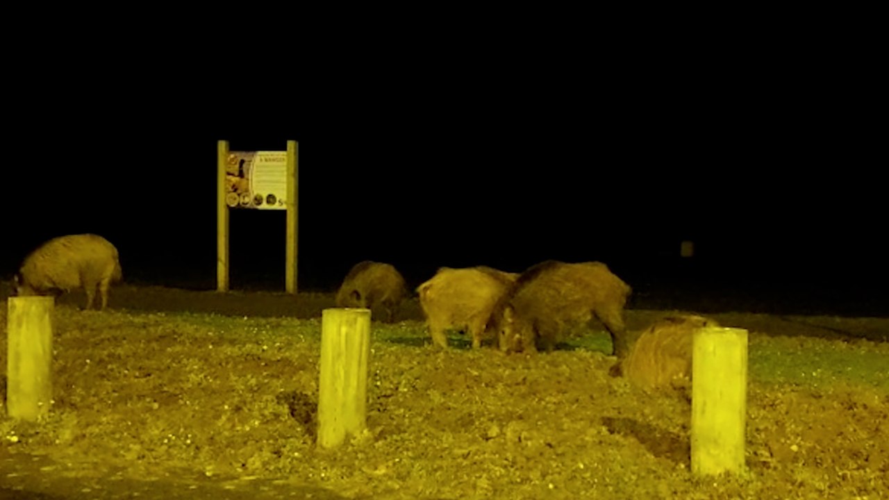 Mantes-la-Jolie : les sangliers assurent le spectacle tous les soirs au pied des tours du Val-Fourré
