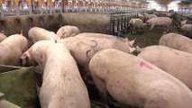 Schweinemast in Europa: Ferkel immer weniger wert, Futter immer teurer