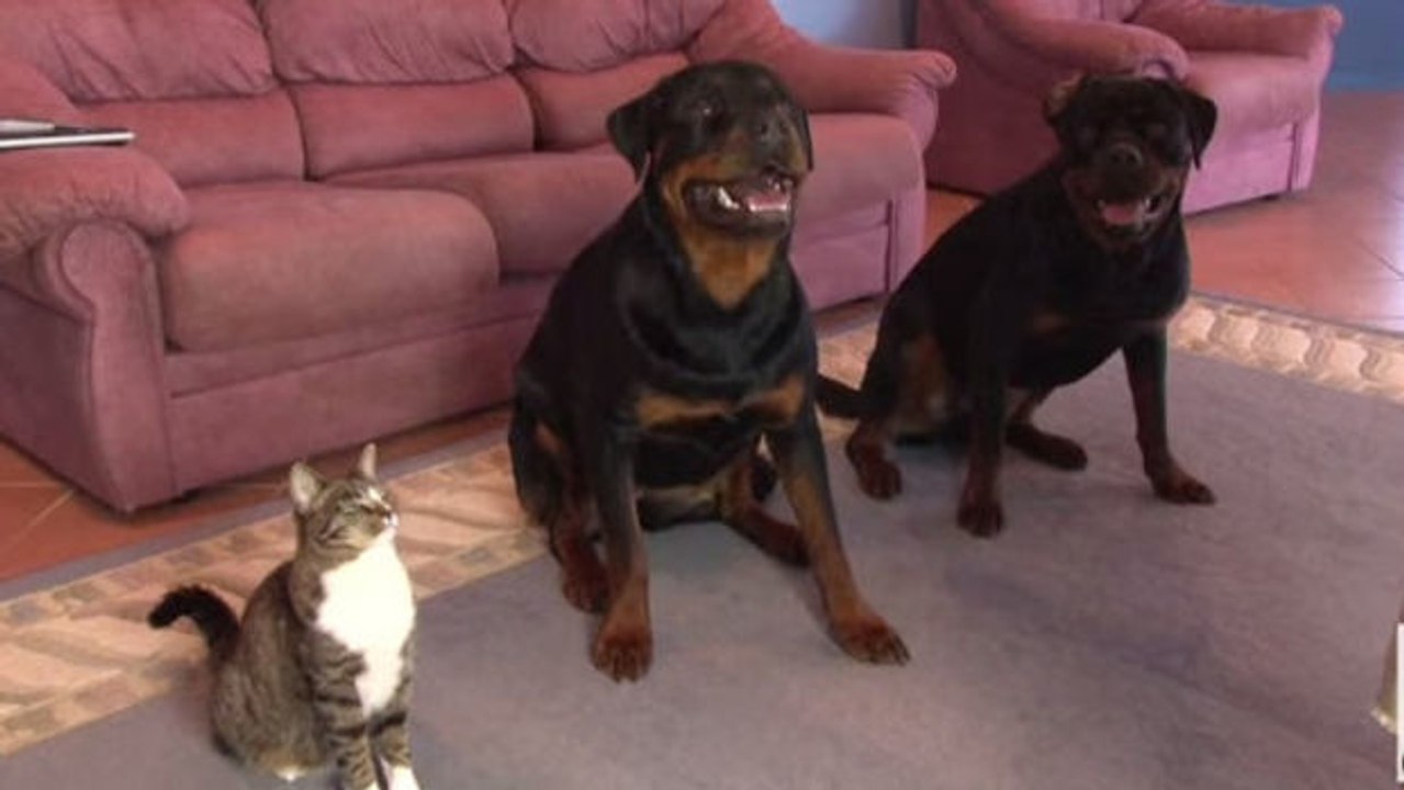 Hunde sind sehr gut erzogen... aber die Katze auch!