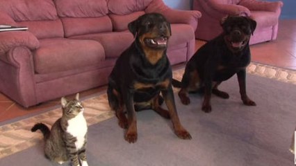 Hunde sind sehr gut erzogen... aber die Katze auch!