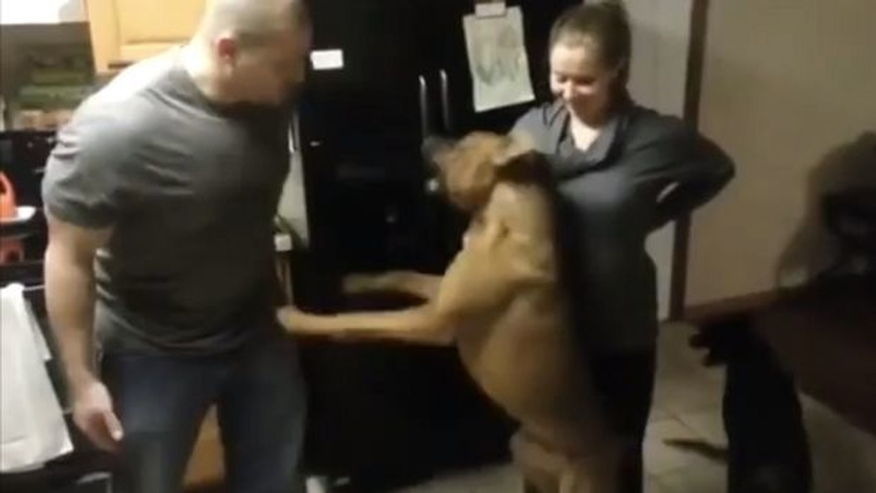 Dieser Hund ist ein echter Beschützer. Er lässt nicht zu, dass man den Bauch seines schwangeren Frauchens berührt.