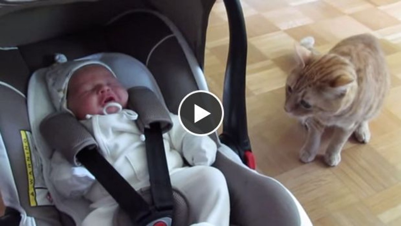 Diese Katze trifft zum ersten Mal auf dieses Baby. Ihre Reaktion ist wirklich überraschend!