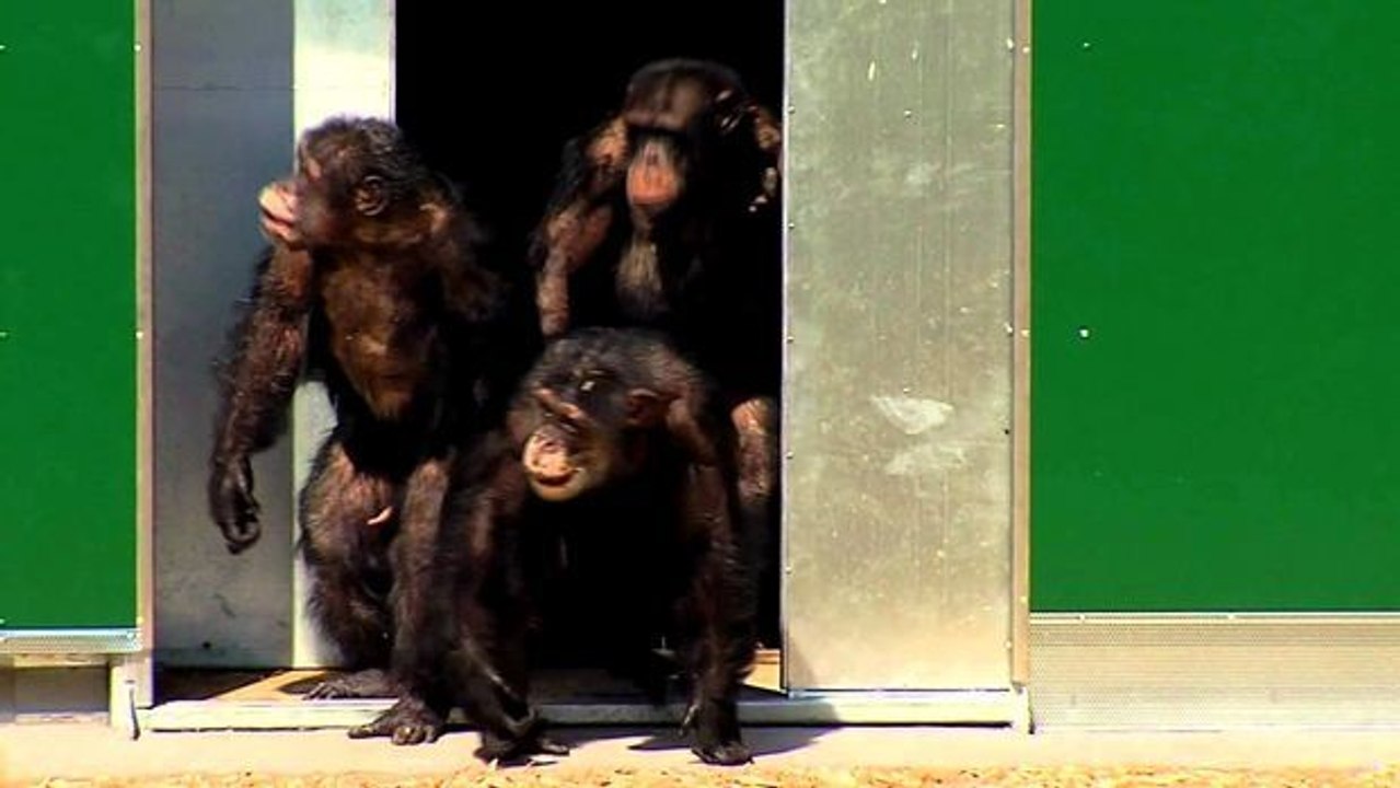 Diese Schimpansen haben 30 Jahre im Käfig verbracht. Nach der Befreiung ist ihre Reaktion wunderschön!
