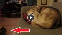 Dieser Hund schlief friedlich auf dem Sofa, als er plötzlich von einem Eindringling gestört wird...