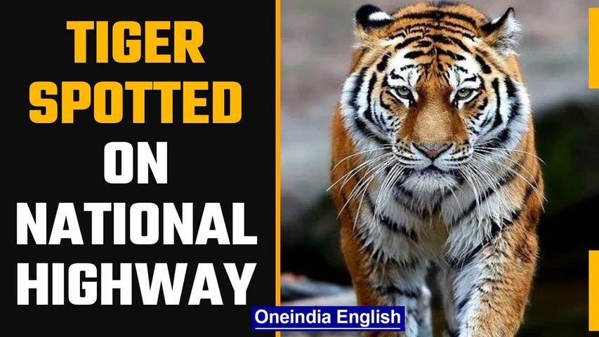 Tiger on the highway': Video of big cat walking across road goes viral -  Oneindia News