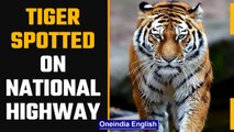 Tiger takes a stroll on national highway | Watch viral video | OneIndia News