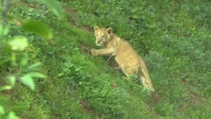 Cinco pequeños leones del Atlas, la nueva atracción del zoo de Rabat
