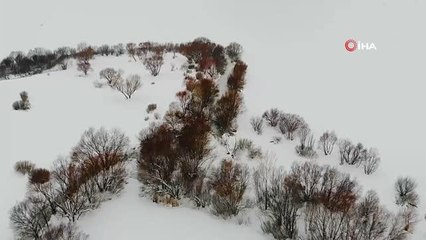 Ağrı beyaza büründü