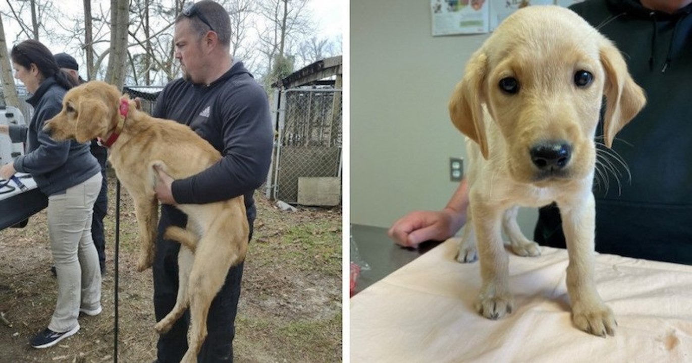 États-Unis : les autorités sauvent 47 chiens et 14 chiots vivant dans des conditions inhumaines