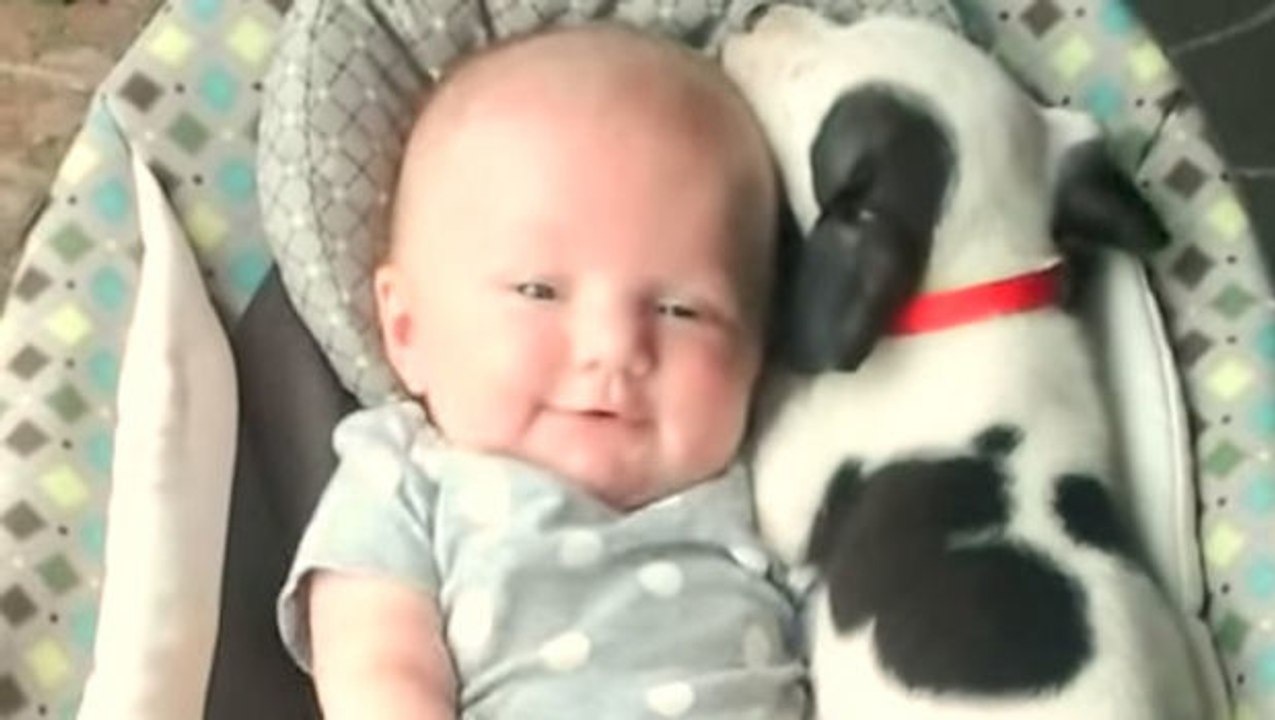 Dieser junge Welpe trifft das Neugeborene der Familie. Ein sehr bewegender Moment