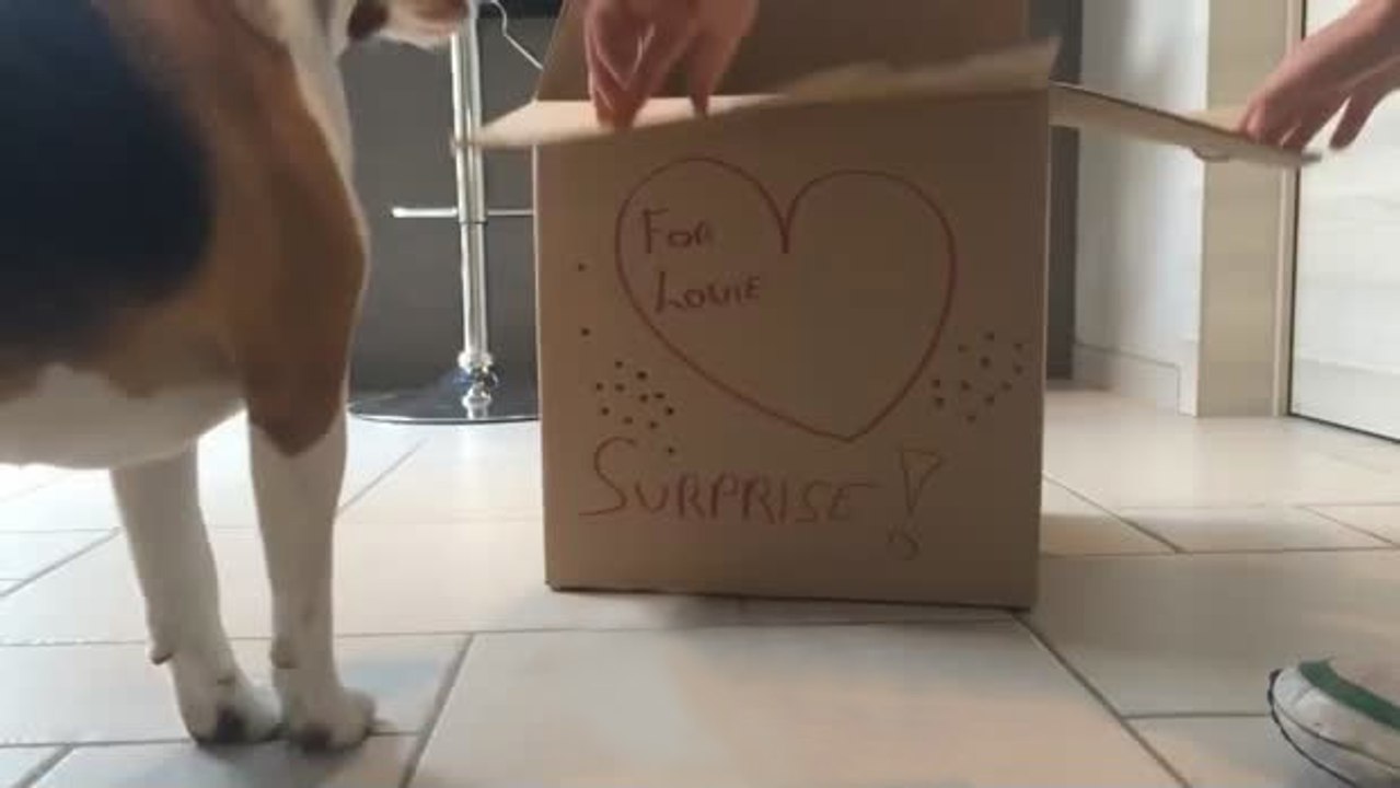 Für seinen geburtstag hat der hund das beste geschenk der welt erhalten. ein moment voller emotionen.