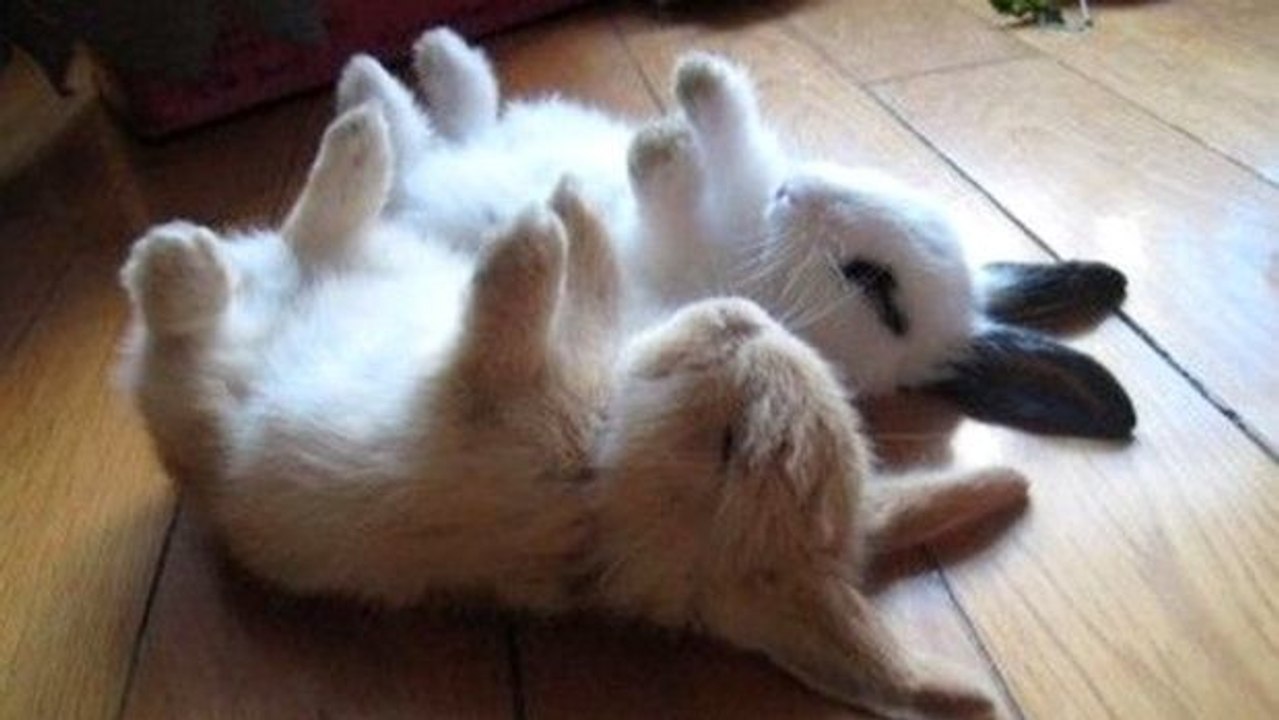 Dieser kleine Hase schläft nur, wenn er auf dem Rücken liegt. Das werden Sie süß finden.