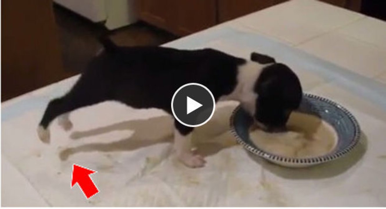 Ein sehr emotionaler Welpe und sein sonderbares Verhalten vor dem Fressnapf.