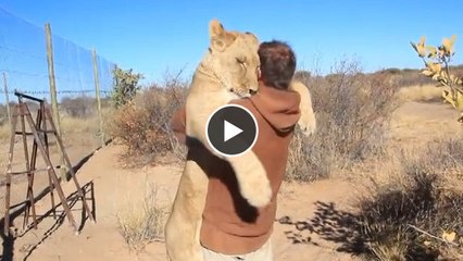 Diese Löwin braucht Zärtlichkeiten - und dieser Mann muss dran glauben.