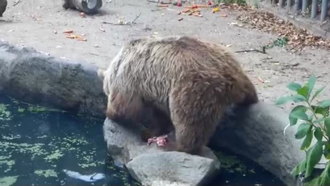 Dieser Bär hat eine Krähe gerettet, die am Ertrinken war. Eine unglaubliche Geste!