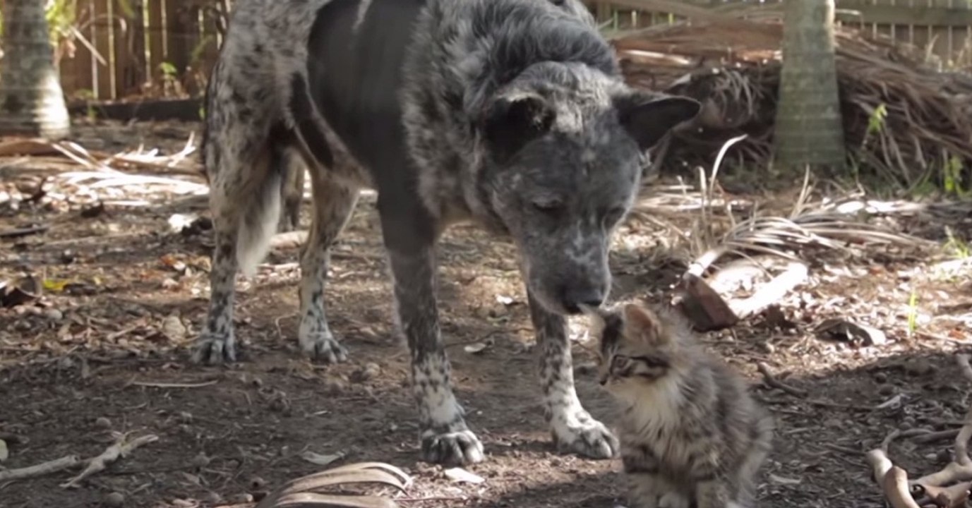 Dieser Hund hat beschlossen, sich um ein behindertes Kätzchen zu kümmern - eine unglaubliche Geschichte.
