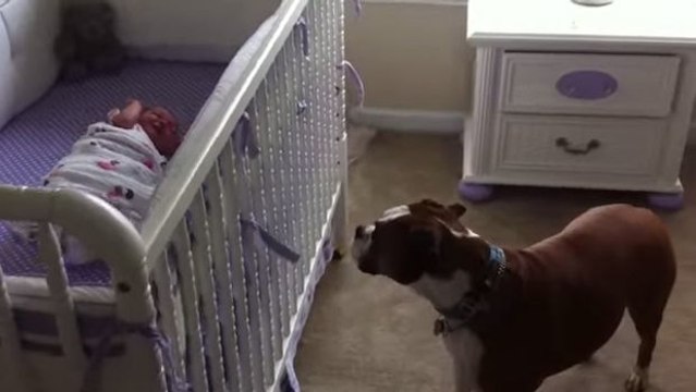 Dieser Hund verhält sich wie ein echtes Kindermädchen für das Baby. Dieser Beschützer ist einfach liebenswert!