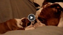 Dieser Bulldoggen-Rüde trifft zum ersten Mal auf seinen Sohn - seine Reaktion ist wirklich rührend!