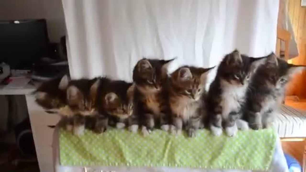 Diese Kätzchen tanzen synchronisiert. Sie werden dahinschmelzen!