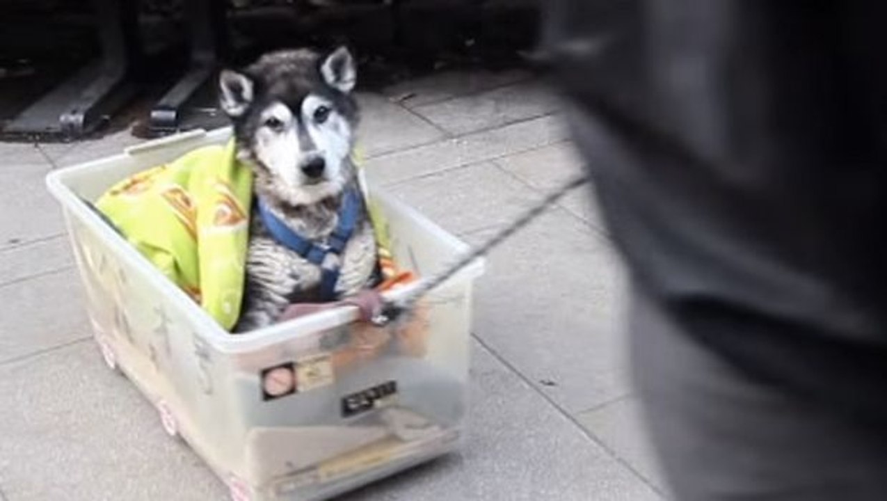 Dieser Mann macht etwas sehr bewegendes für seinen kranken Hund. Sie werden es nicht glauben.