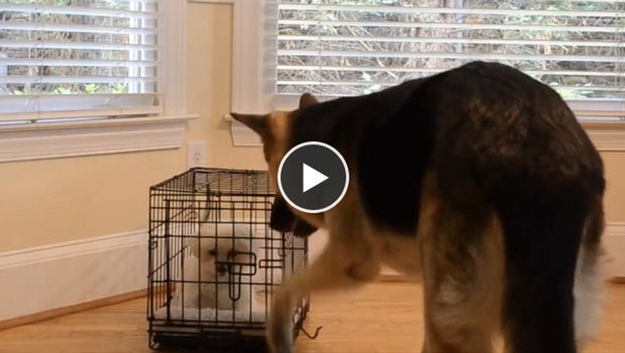 Ein Hund hilft seinem Gefährten beim Ausbruch aus dem Käfig. Zwei total süße Schlingel!