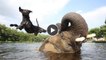 Dieser Hund und dieser Elefant sind einfach unzertrennlich - eine tolle Freundschaft!