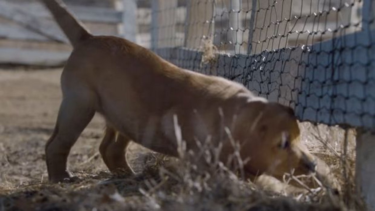 Diese Hunde sind artig vor ihrem Napf. Also was könnten sie anstellen?