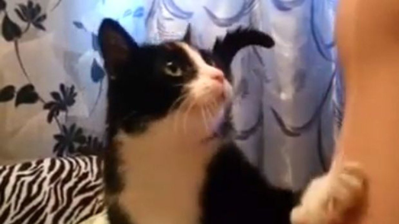 Diese Katze ist sehr liebevoll und will unbedingt Streicheleinheiten.