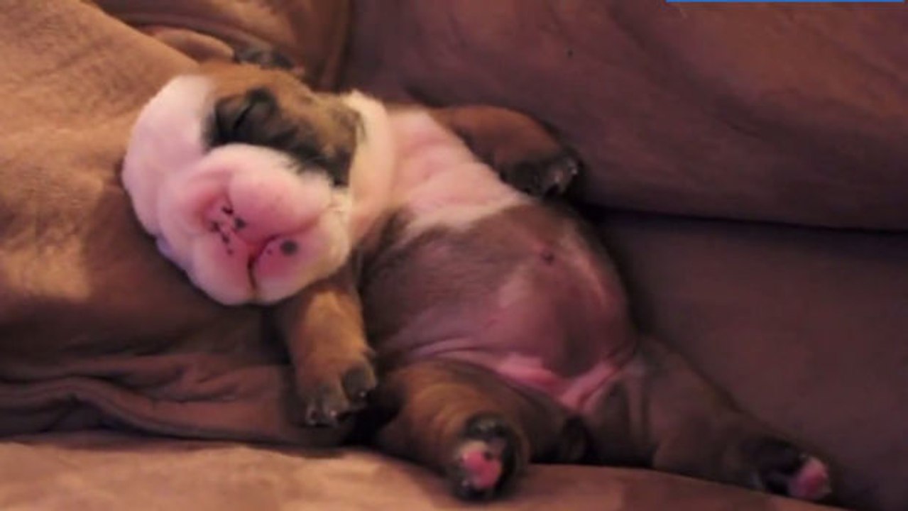 Zum Dahinschmelzen: die erstaunliche Reaktion dieses kleinen Welpen mit Albträumen