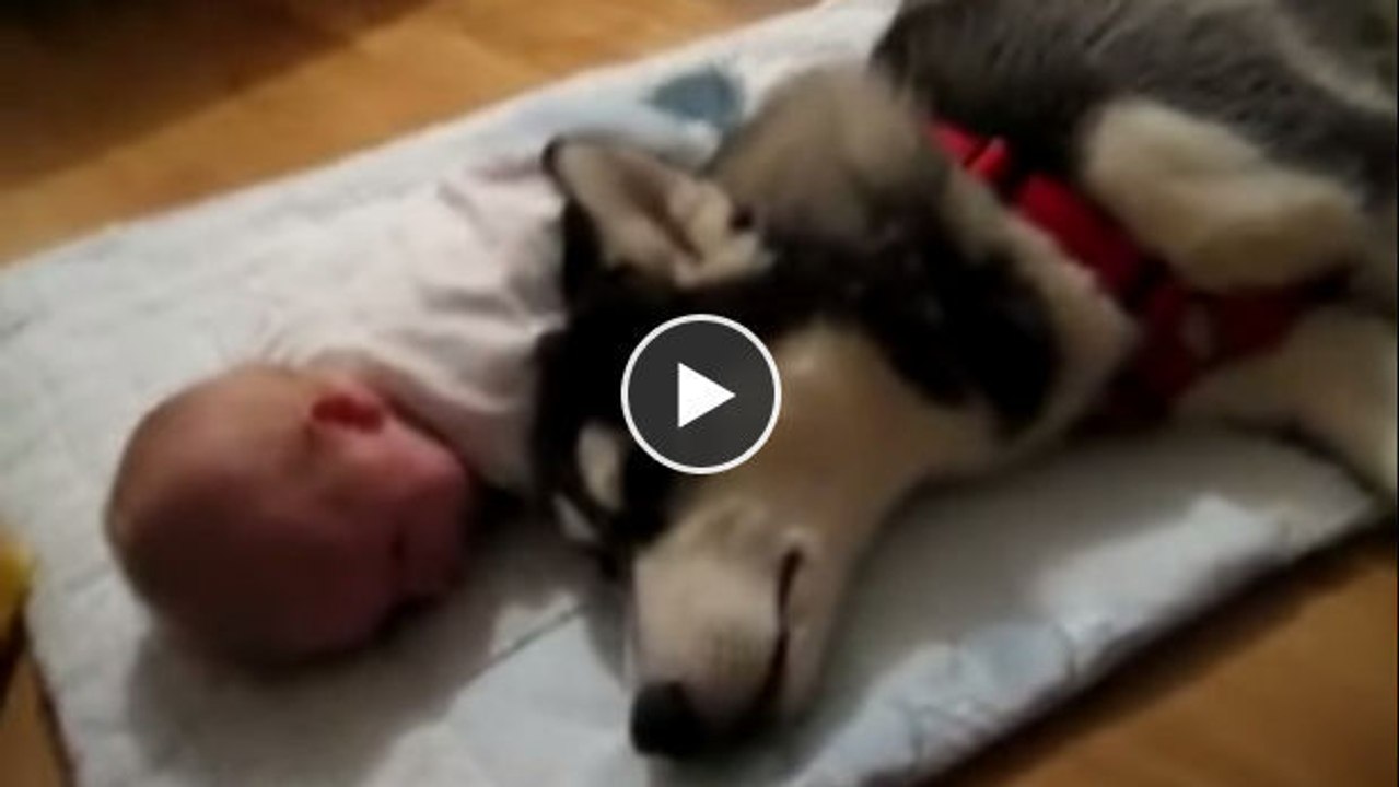 Dieser hund hat eine ganz eigene art, babys zu beruhigen. ein wirklich toller onkel!