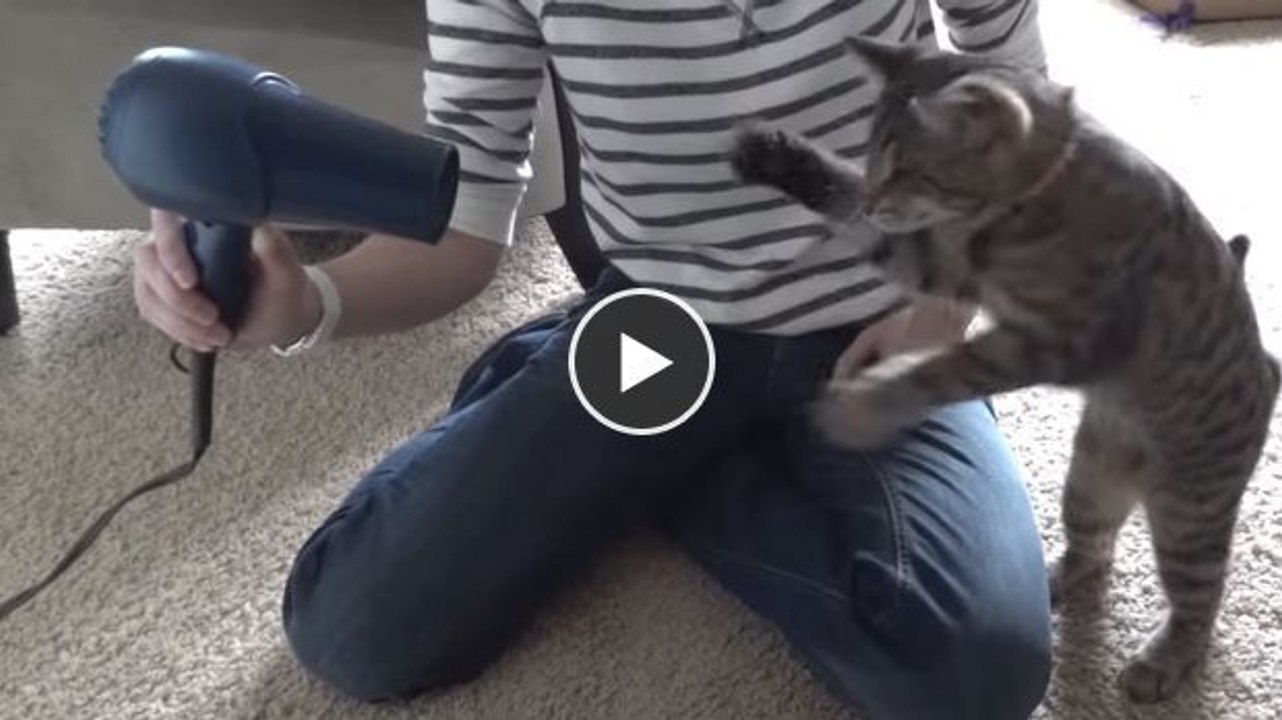 Diese Katze entdeckt, wozu ein Föhn fähig ist. Ihre Reaktion ist zu witzig!