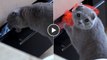 Diese Katze wollte etwas aus einer Schublade stehlen, doch ihr Besitzer erwischt sie dabei. Die Reaktion der Katze ist zu komisch!