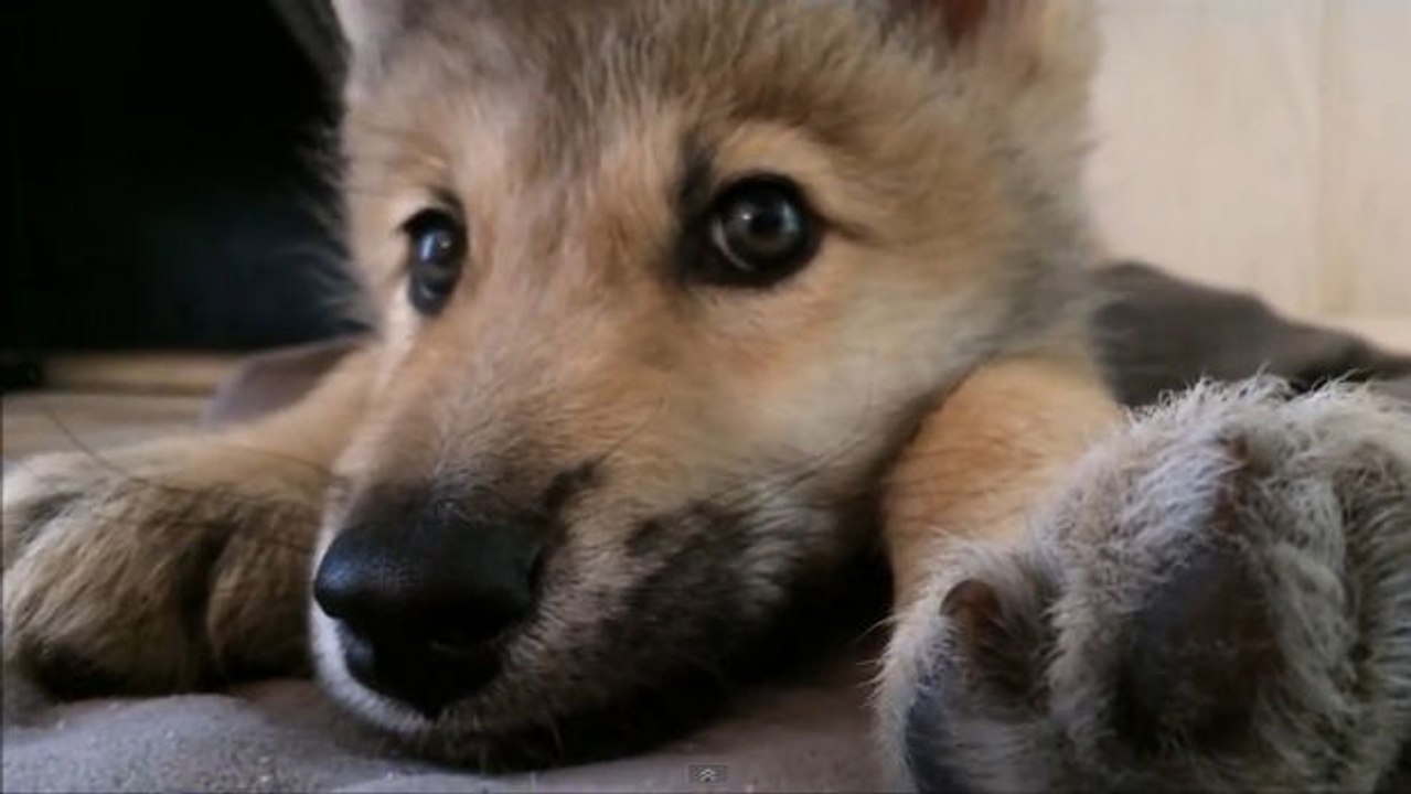 Dieser babywolf hat schluckauf. das ist wahrscheinlich das süßeste, das sie heute sehen werden.