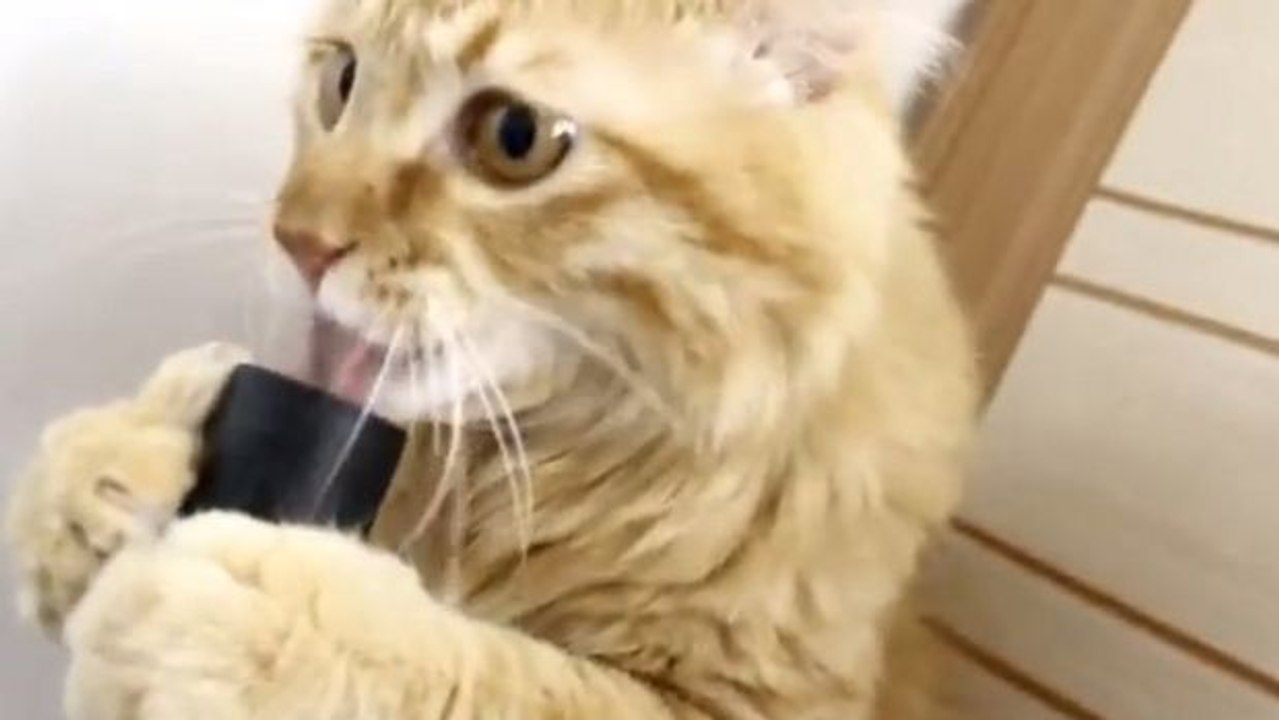 Eine katze amüsiert sich mit einem staubsauger.
