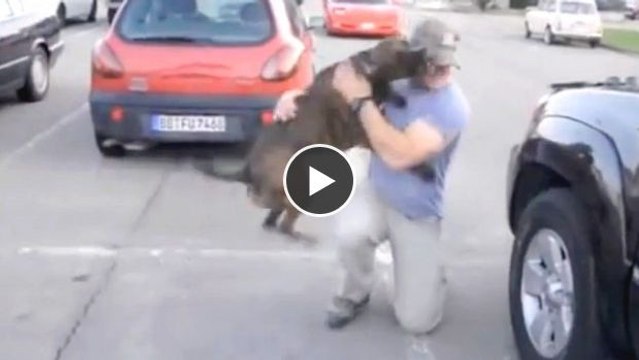 Nachdem dieser Hund sein Herrchen 8 Monate lang nicht gesehen hat, empfängt er ihn im wahrsten Sinne des Wortes überschwänglich!