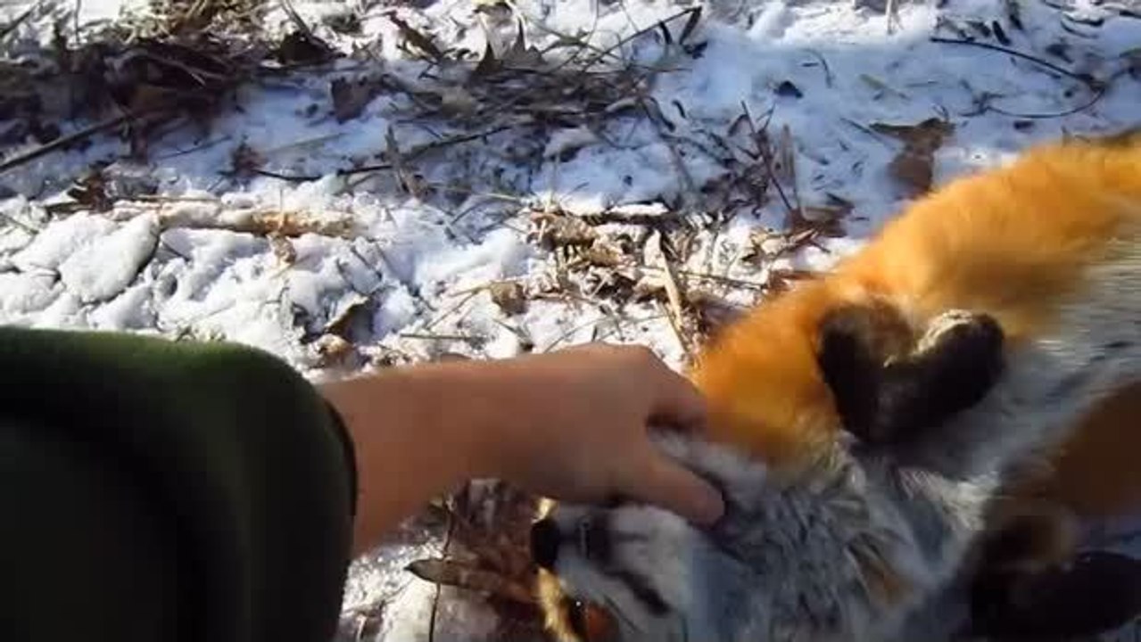 Als er sich einem Fuchs näherte, hatte er eine solche Reaktion nicht erwartet.