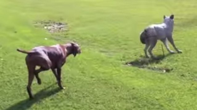 Dieser Hund hat beschlossen, einen Wolf zu jagen. Aber es wartet eine Überraschung auf ihn.