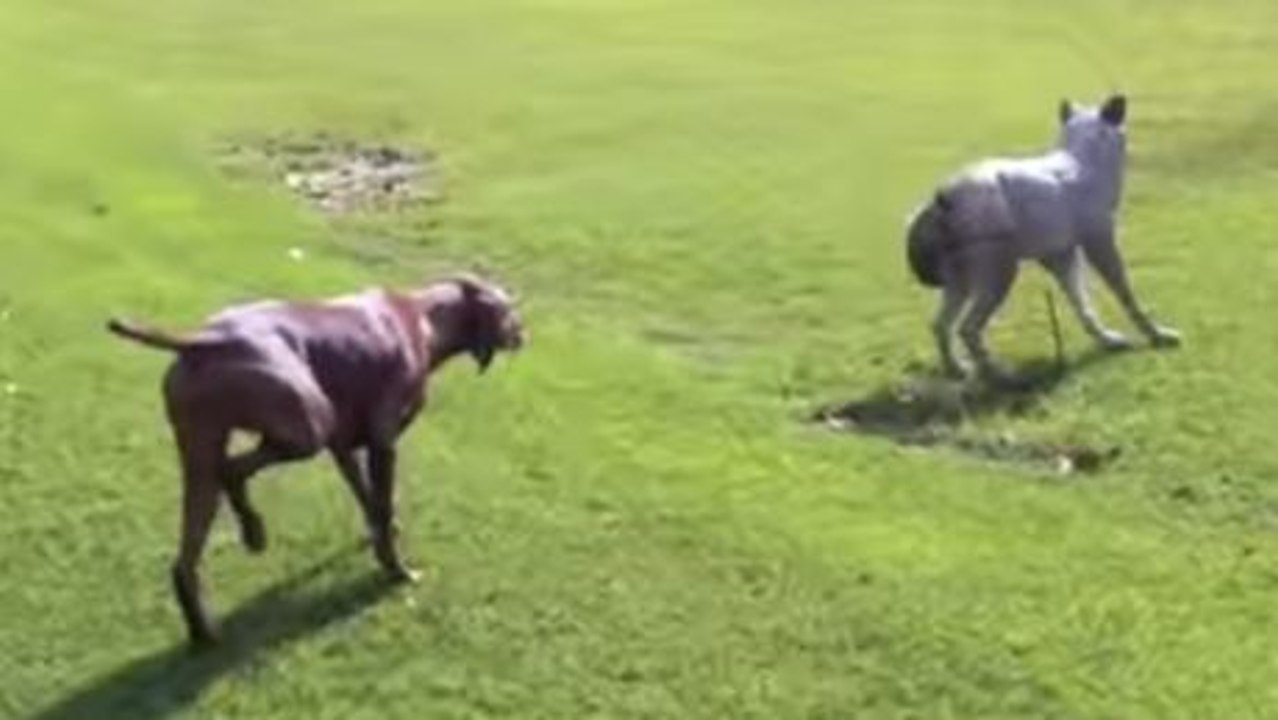 Dieser Hund hat beschlossen, einen Wolf zu jagen. Aber es wartet eine Überraschung auf ihn.