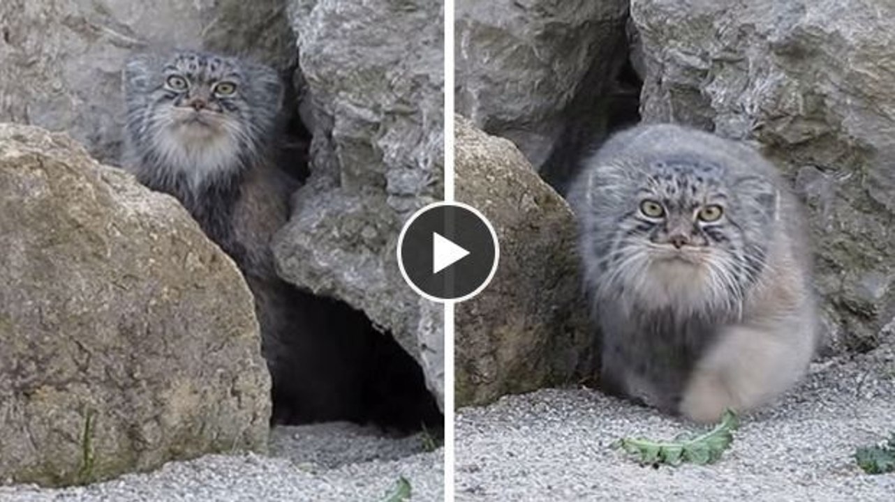 Diese Wildkatze ist Kameras nicht gewöhnt und verhält sich sehr ungewöhnlich, als sie eine zu Gesicht bekommt.