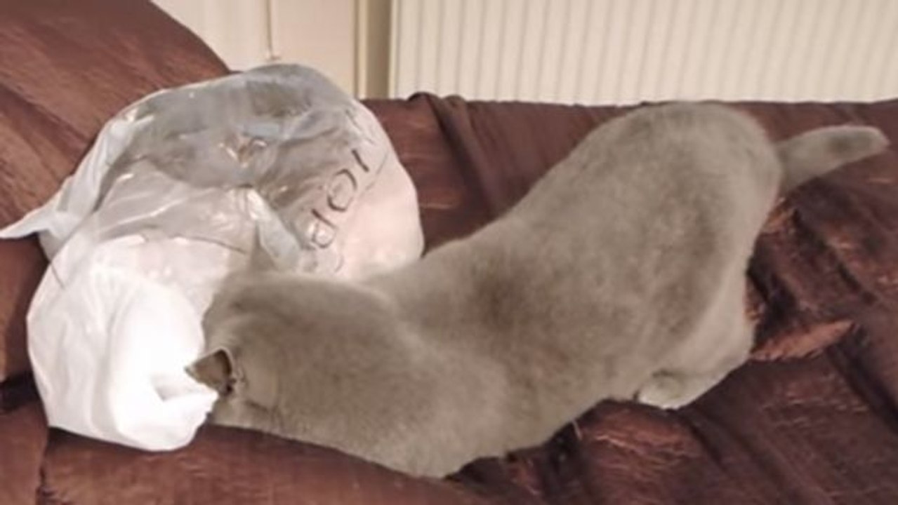 Diese Katze hat beschlossen, diese Tüte durchzusuchen. Aber eine große Überraschung wartet auf sie.