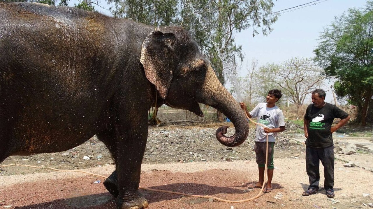 Nach 53 Jahren schlechter Behandlung kann diese Elefantenkuh nun endlich ihren Ruhestand ge­nie­ßen